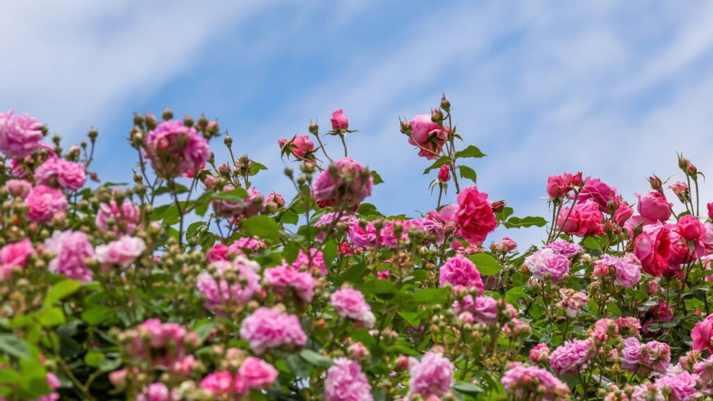 Rosa Damascena from Isparta
