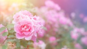 Rose Oil Market's Rose Damascena Fields