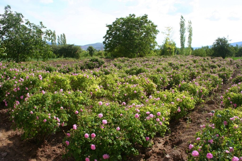 In a world where natural ingredients are increasingly in demand, bulk rose oil stands out as a premium commodity for industries such as cosmetics, perfumery, wellness, and pharmaceuticals. Among all rose oil-producing regions globally, Isparta—a region in southwestern Turkey—has emerged as a world-renowned hub for Turkish rose oil, especially that derived from the Rosa Damascena variety. If you're looking for wholesale rose oil that combines purity, performance, and competitive pricing, Isparta rose oil offers a strategic advantage. In this article, we’ll explore why bulk rose oil from Isparta is not just a trend but a smart business decision for international buyers.
